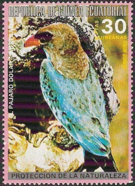 Dollarbird (Eurystomus orientalis)