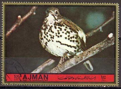 Wood thrush