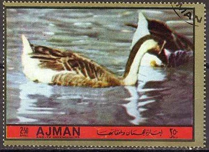 Ducks