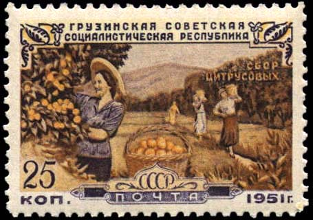 Сбор цитрусовых