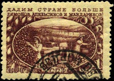 Сбор цитрусовых
