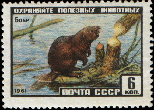 Бобр