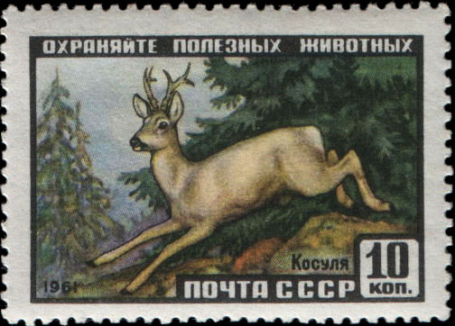 Косуля