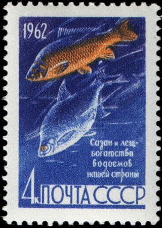Сазан и лещ