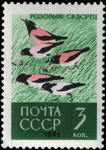 Розовые скворцы