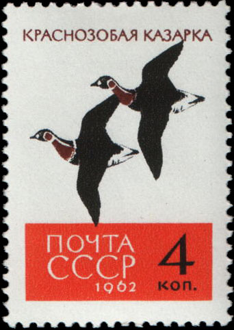 Краснозобые казарки