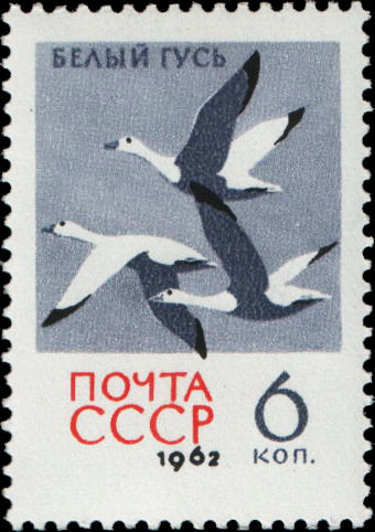 Белые гуси