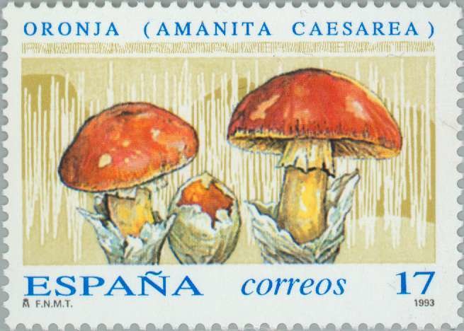 Caesar Mushroom 