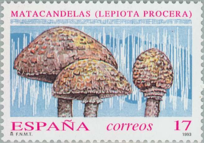 Parasol Mushroom 