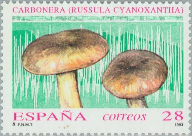 Charcoal Burner Mushroom