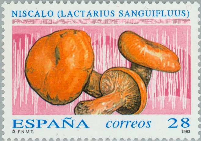 Niscalo Mushroom