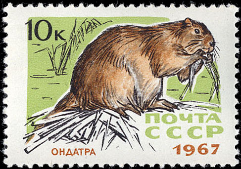 Ондатра
