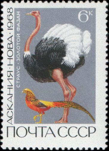Заповедник Аскания-Нова. Страус и золотой фазан
