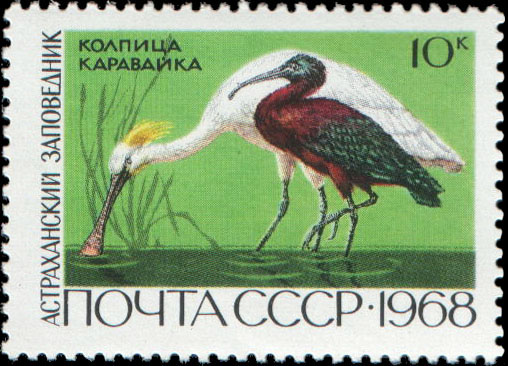 Астраханский заповедник. Колпица и каравайка