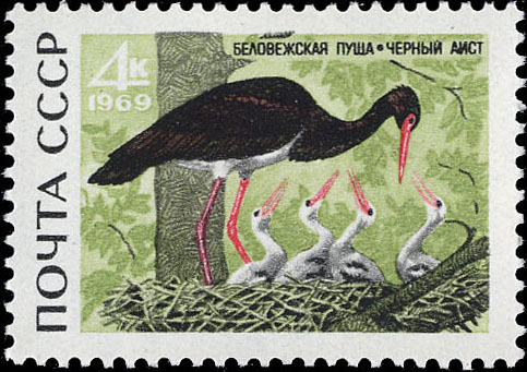 Черный аист