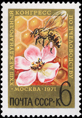 Пчела на цветке яблони и соты
