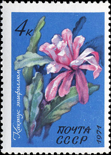 Кактус эпифиллюм