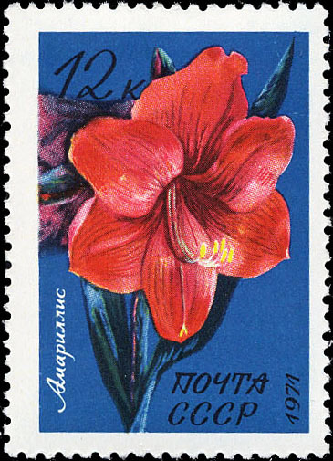 Амариллис