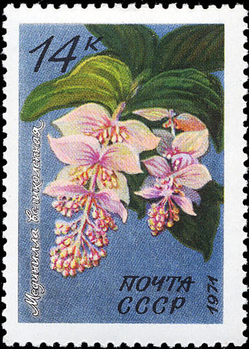 Мединилла великолепная