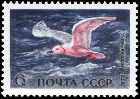 Розовая чайка