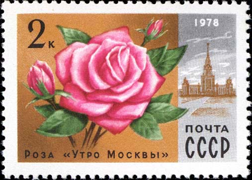 Роза "Утро Москвы"