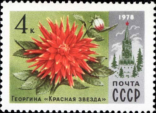 Георгина "Красная звезда"
