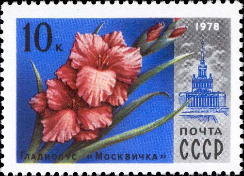 Гладиолус "Москвичка"