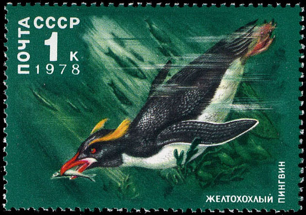 Желтохохлый пингвин