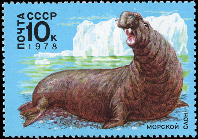 Морской слон