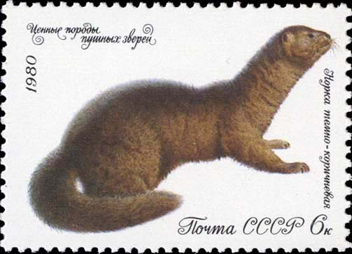 Темно-коричневая норка