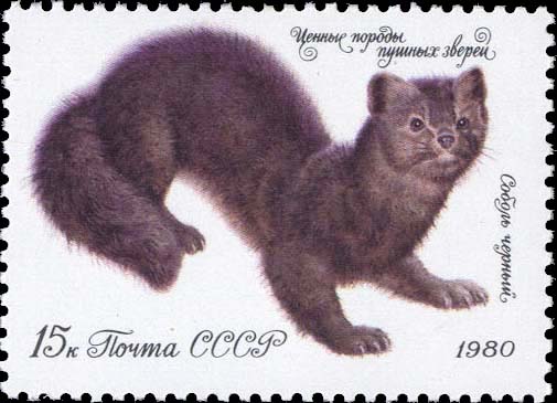 Черный соболь