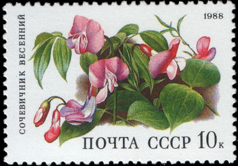 Весенний сочевичник