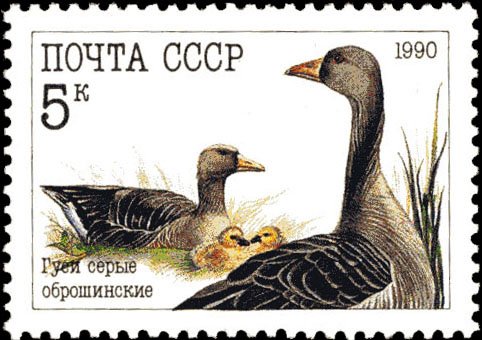 Гуси серые оброшинские