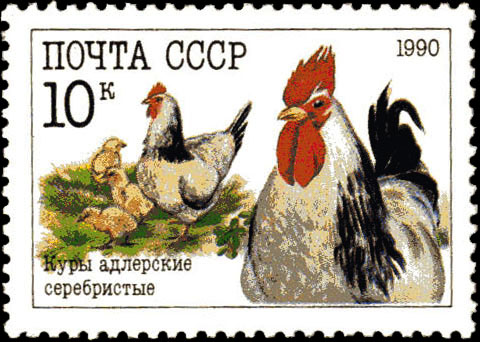 Куры адлерские серебристые