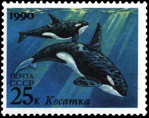 Дельфин косатка