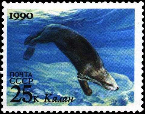 Морская выдра калан