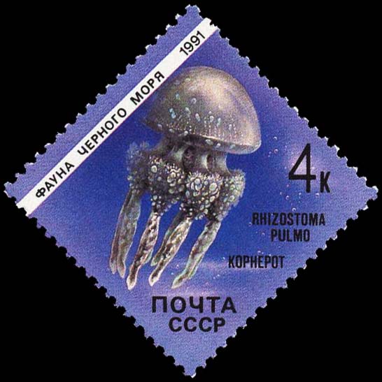 Jellyfish (Rhizostoma pulmo)