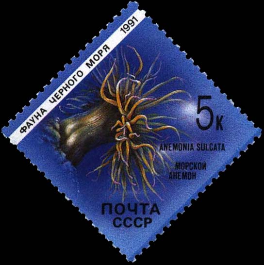 Anemone (Anemonia sulcata)