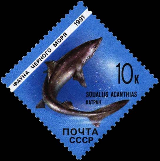 Spurdog (Squalus acanthias)