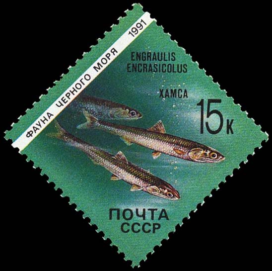 European anchovy (Engraulis encrasicolus)