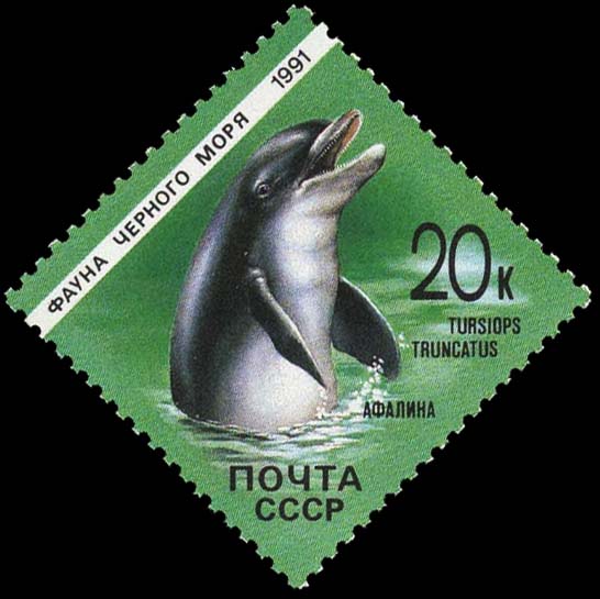 Dolphin (Tursiops truncatus)