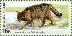 Fauna of Russia - Wild Cats - Wildcat