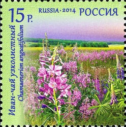 Flora of Russia - Wild Flowers - Chamaenerion angustifolium - Great willow-herb