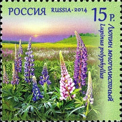 Flora of Russia - Wild Flowers - Lupinus polyphyllus