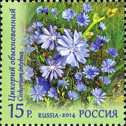 Flora of Russia - Wild Flowers - Cichorium intybus