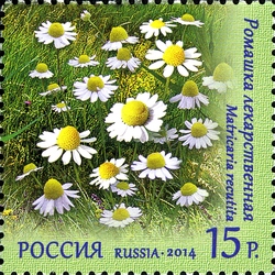 Flora of Russia - Wild Flowers - Matricaria recutita