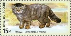 Fauna of Russia - Wild Cats - Manul