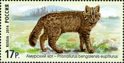 Fauna of Russia - Wild Cats - Amur Cat