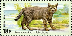 Fauna of Russia - Wild Cats - Jungle Cat