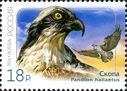 Stamp, A Joint issue between the Russian Federation and the Democratic People's Republic of Korea - Osprey, Russia,  
